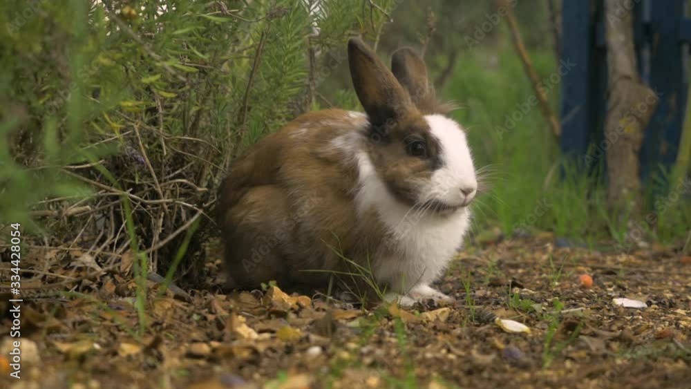 A cute brown bunny eats grass in a polite way A cute brown bunny eats grass in a polite way