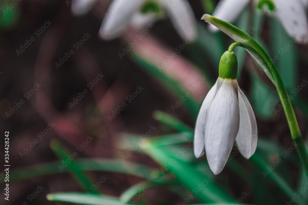 White snowdrops closeup with blurred background White snowdrops closeup with blurred background