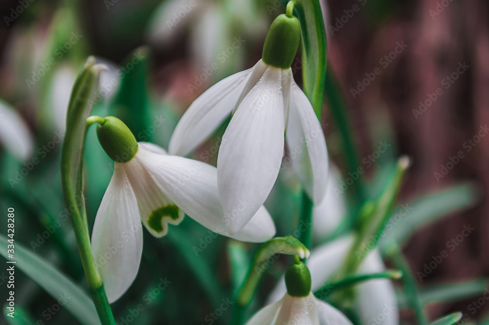 White snowdrops closeup with blurred background White snowdrops closeup with blurred background