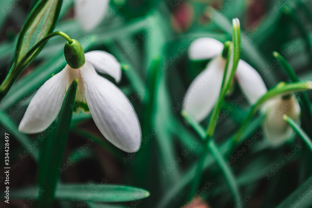 White snowdrops closeup with blurred background White snowdrops closeup with blurred background