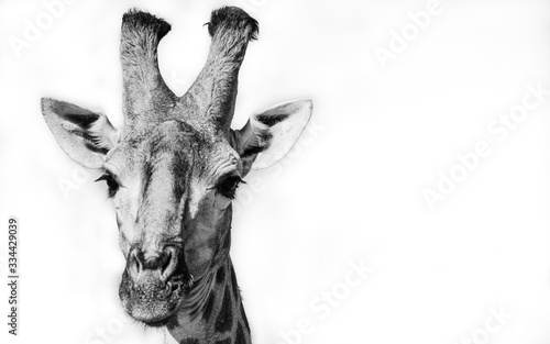 Canvas Print Giraffe portrait in Black and white
