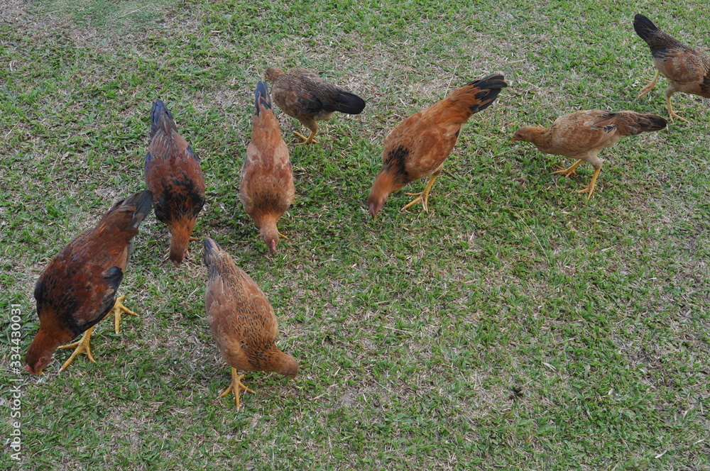 Fototapeta premium rooster or hen on farm