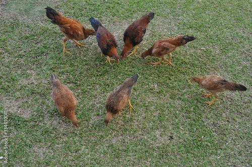 rooster or hen on farm