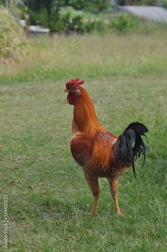 rooster or hen on farm