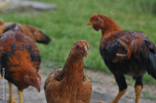 rooster or hen on farm