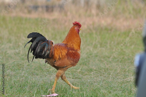rooster or hen on farm