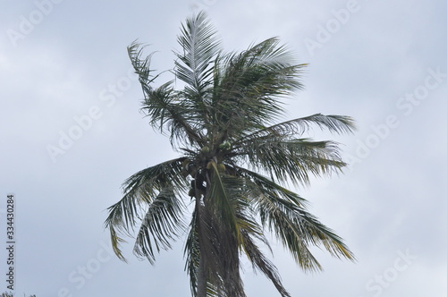 coconut trees against blue sky
