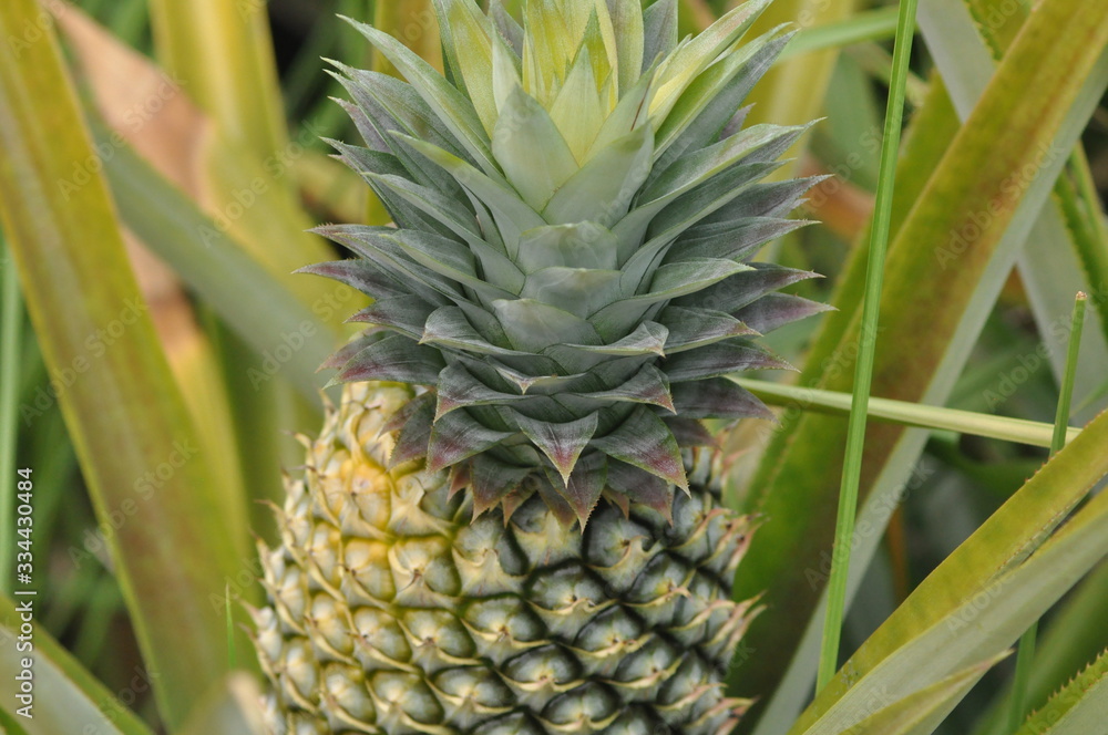 close up of pineapple leaf close up of pineapple leaf
