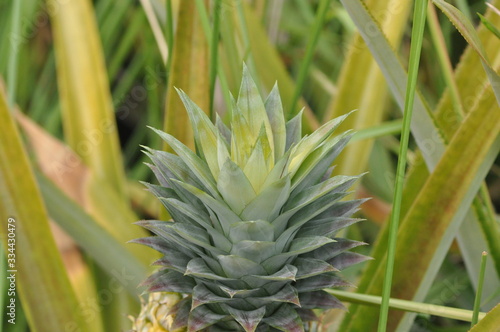close up of pineapple leaf