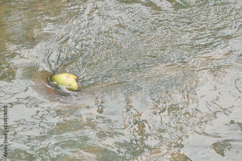 drifted coconut on the river