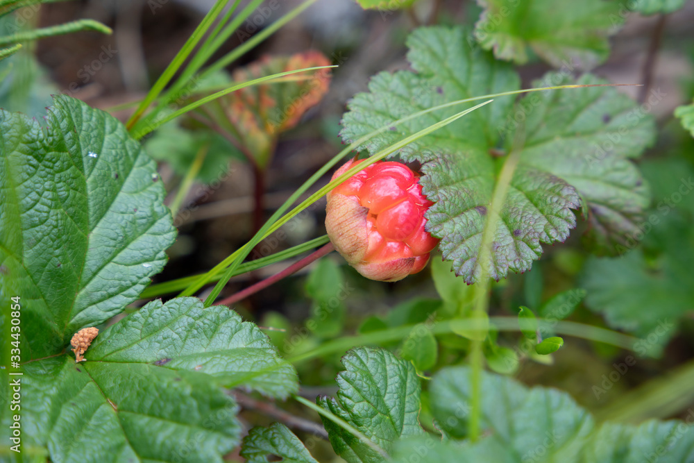 Obraz premium berry swamp