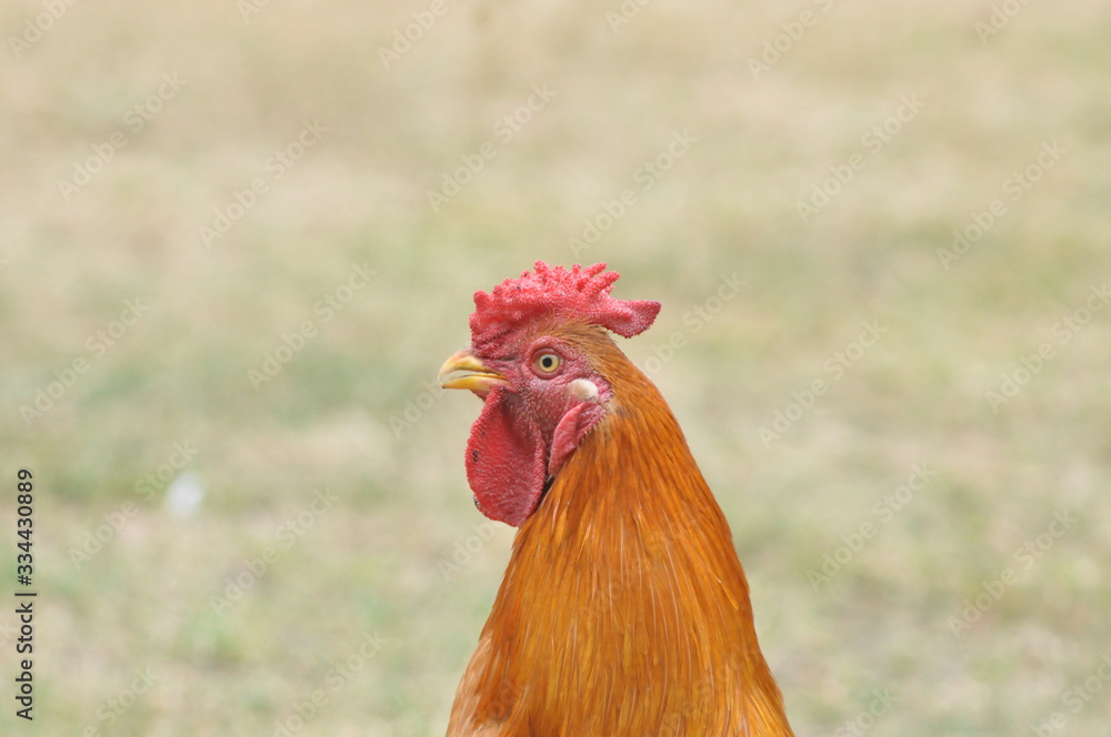 rooster or hen on farm