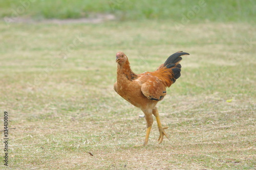 rooster or hen on farm