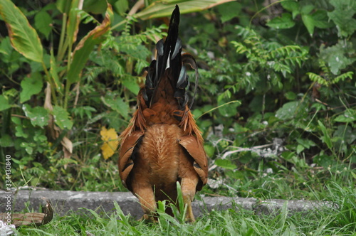 rooster or hen on farm