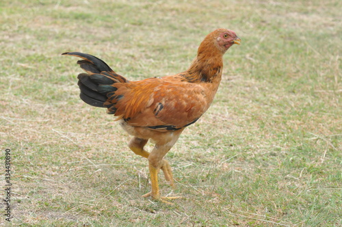 rooster or hen on farm