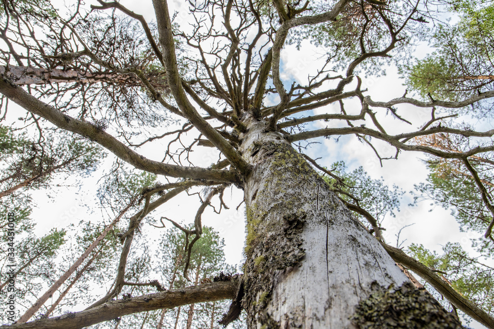 Obraz premium old tree