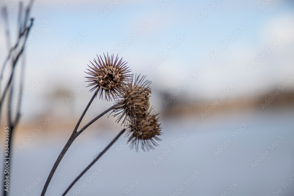Obraz premium thistle on background of blue sky