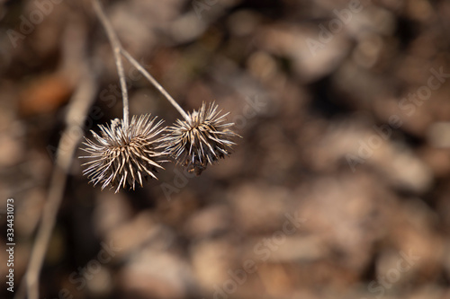 thistle