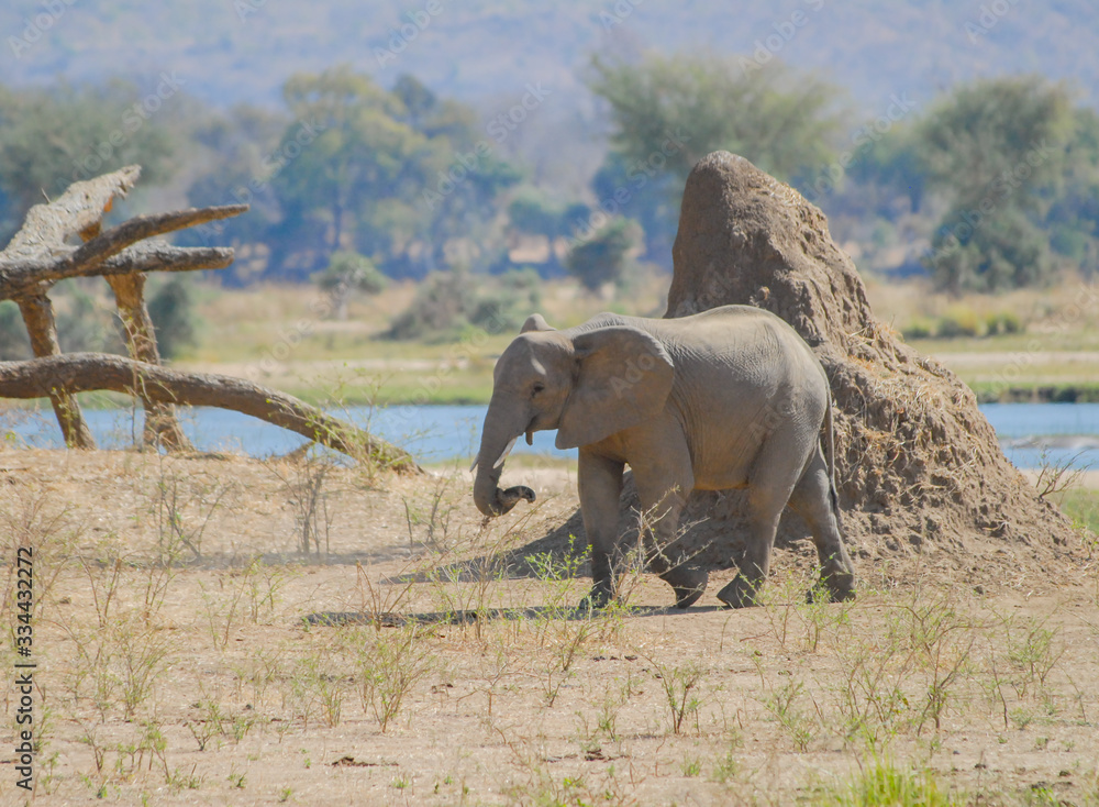 Fototapeta premium Elefanten im Etosha-Nationalpark in Namibia Südafrika