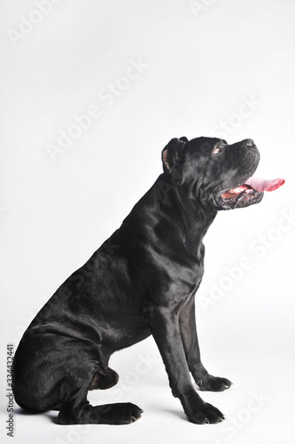 Fototapeta Naklejka Na Ścianę i Meble -  Close-up black mastiff isolated on white