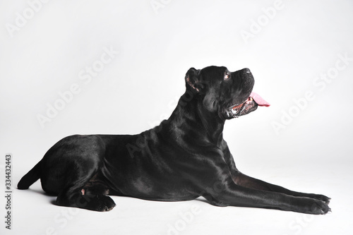 Fototapeta Naklejka Na Ścianę i Meble -  Close-up black mastiff lies isolated on white