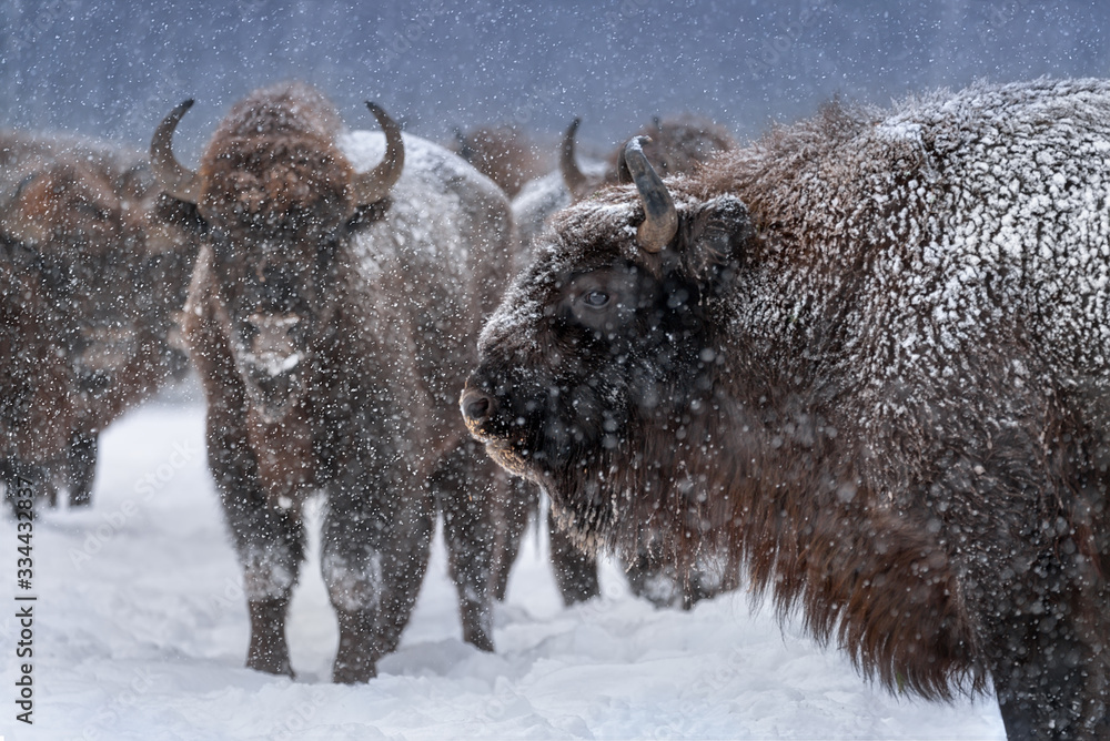 Warlike Free Grazing European Wood Bison Close Up.Adult Aurochs ( Wisent ), Covered With Snow Crust And Muzzle In Snow. Huge Wild Bull - Bison Bonasus,Endangered Artiodactyl Animal In Nature Habitat.