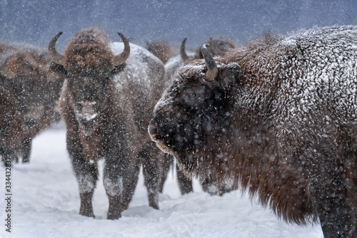 Obraz na płótnie Warlike Free Grazing European Wood Bison Close Up.Adult Aurochs ( Wisent ), Covered With Snow Crust And Muzzle In Snow. Huge Wild Bull - Bison Bonasus,Endangered Artiodactyl Animal In Nature Habitat. w salonie
