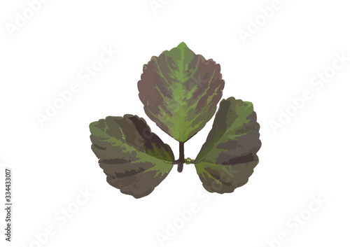 green leaf isolated on white background