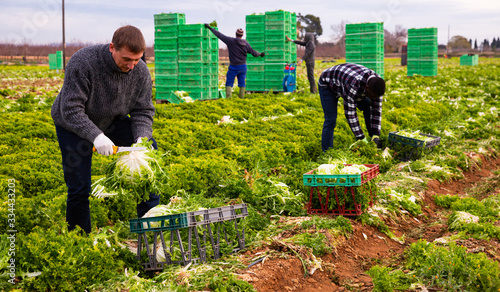 Workman cutting frisee lettuce on farm field photo