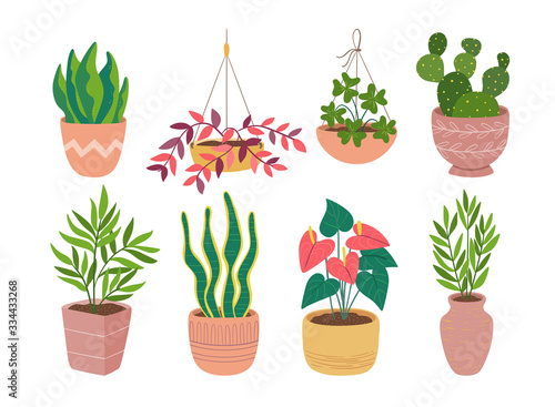 House plants colorful collection