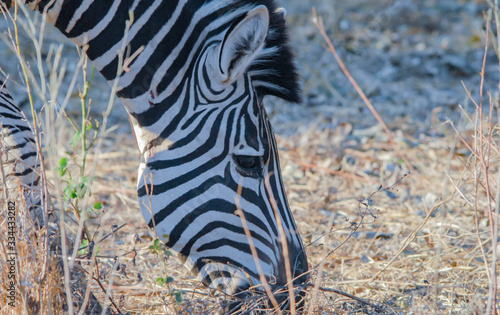 Zebras in der Savanne vom Etosha National Park Südafrika photo