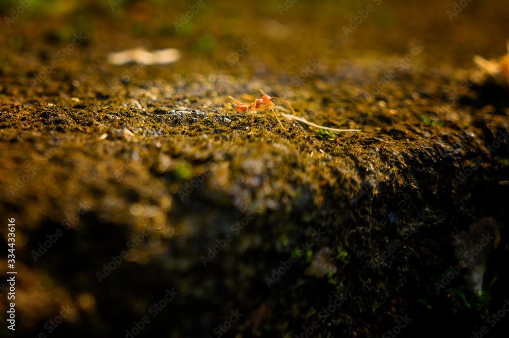 Walking ant on the moss stone