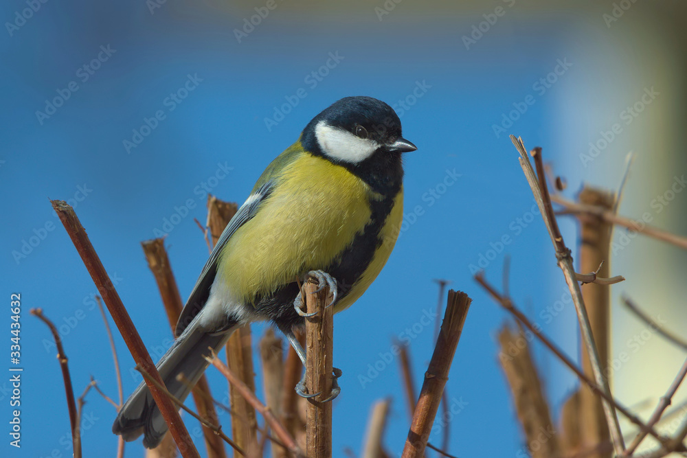 Obraz premium Pazurki sikorki