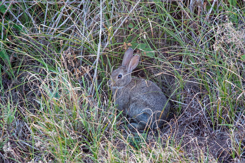 Fototapeta premium Conejo