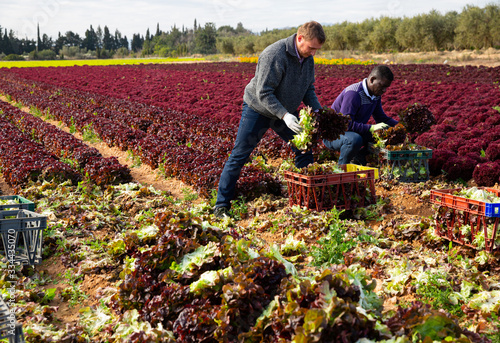 Two farmers harvest lettuce on a plantation