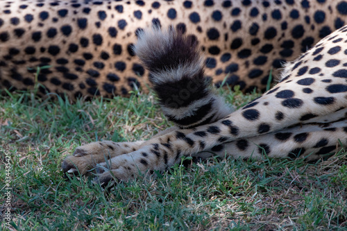 Abstract close up of a cheetahs tail
