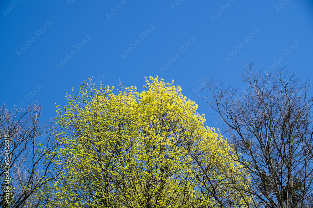 Gelb Blühender Baum blauer Himmel