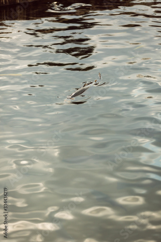 Single trout in water at a fish farm