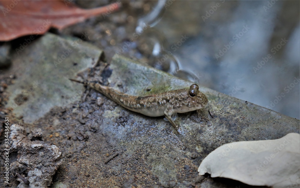 mudskipper mudskipper