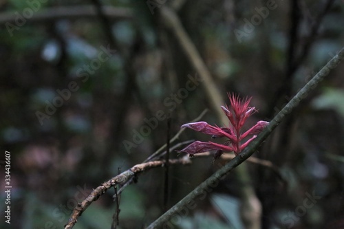 flowers on tree