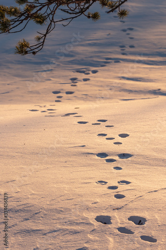 Mountain hare footprints in snow