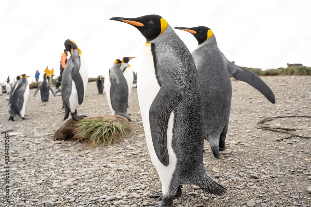 Obraz premium two penguins in antarctica