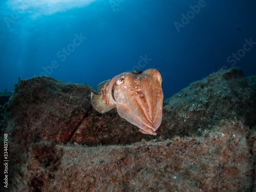 Mediterranean cuttlefish (Sepia officinalis) swimming in clear waters of the sea.