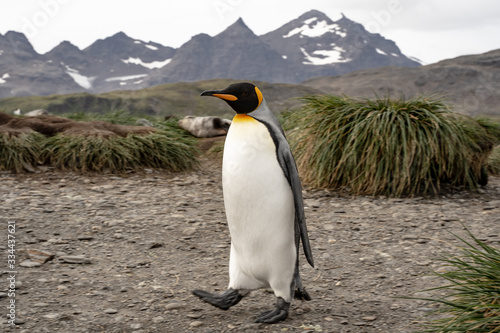 penguin in antarctica