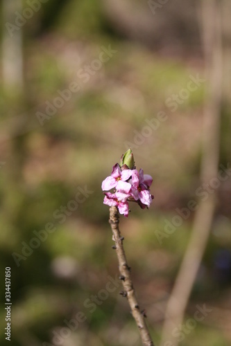 little flower on background of green grass
