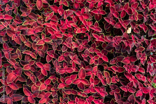 Εκτύπωση καμβά purple coleus plants, nature background