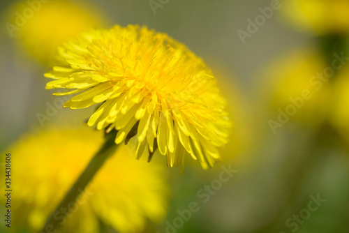 Yellow dandelion flowers  Taraxacum officinale . Dandelions field background on spring sunny day. Blooming dandelion. Medicinal wild herb.