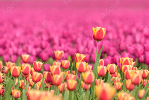 A tulip field in Holland with one tulip standing out from the others