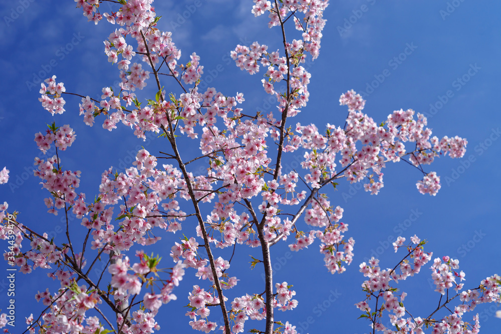 桜　sakura　cherry blossom