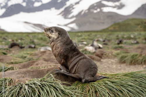 Fur Seal Pup, South Georgia photo